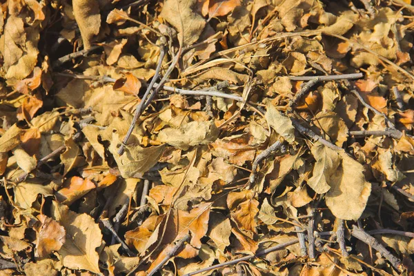 背景从干燥的叶子 — 图库照片