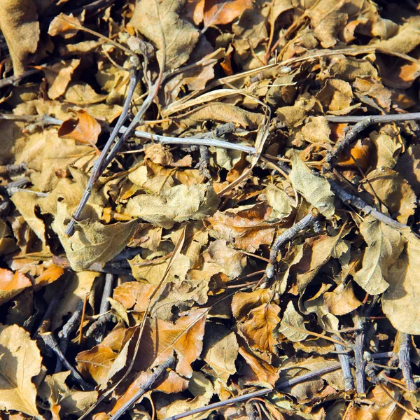 Background Dry Leaves — Stock Photo, Image