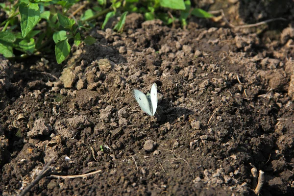 白色的蝴蝶在地面上 — 图库照片