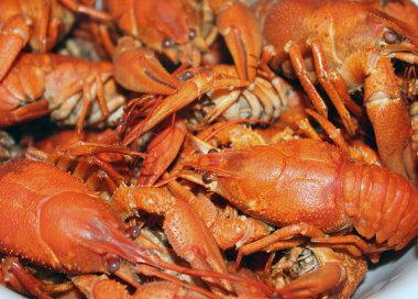 Haşlanmış kerevit yakın çekim