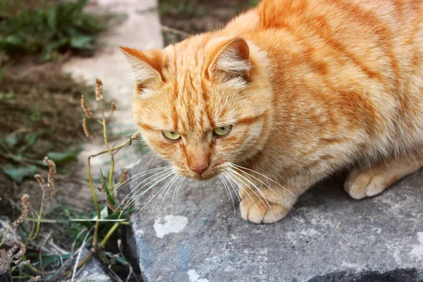 Chat Dans Rue — Photo