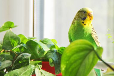Muhabbet kuşu. Pencerenin papağan