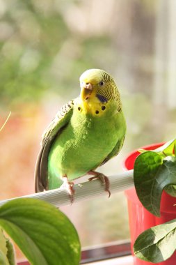 Muhabbet kuşu. Pencerenin papağan