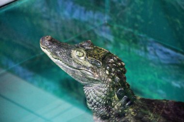 Timsah yakın çekim. Timsah