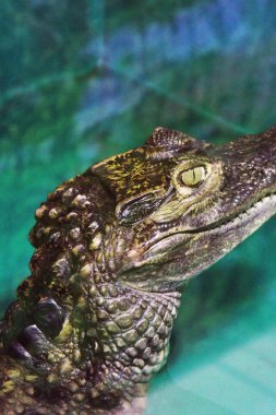 Timsah yakın çekim. Timsah