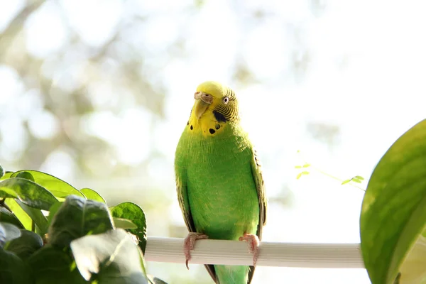 Budgerigar Loro Cerca Ventana —  Fotos de Stock