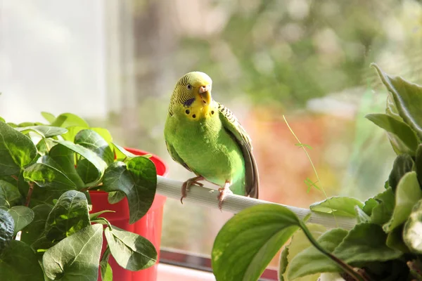 Budgerigar Loro Cerca Ventana — Foto de Stock