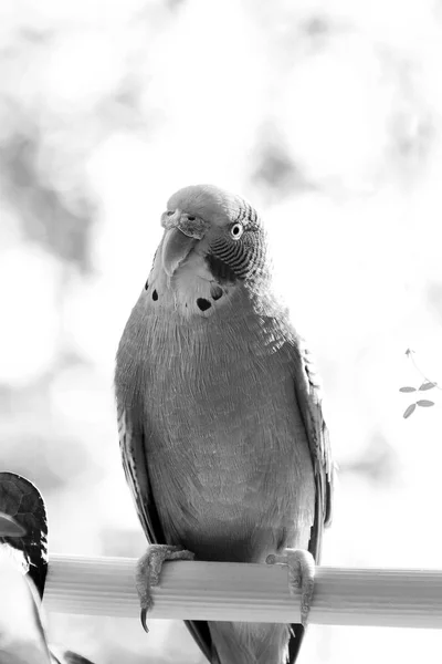 Hullámos Papagájok Ablak Mellett Papagáj — Stock Fotó