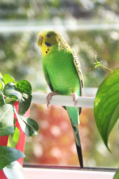 Budgerigar Loro Cerca Ventana —  Fotos de Stock