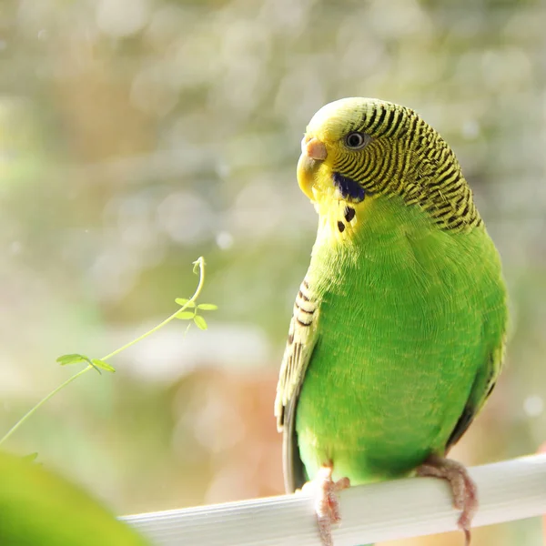 Muhabbet Kuşu Pencerenin Papağan — Stok fotoğraf