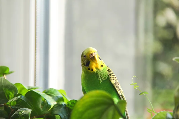 セキセイインコ オウムの窓の近く — ストック写真