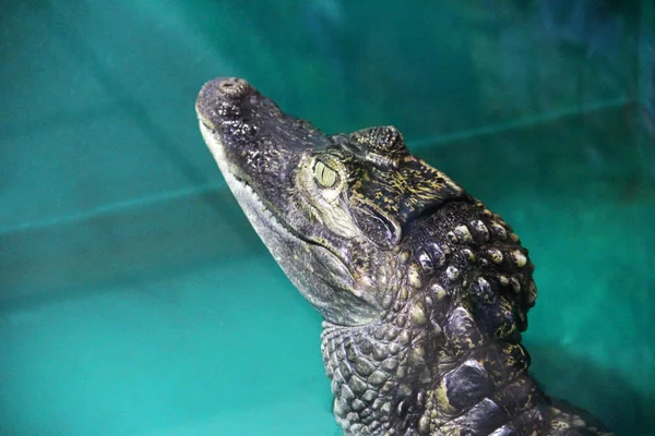 Крокодил Крупным Планом Алигатор — стоковое фото