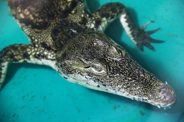 Primo Piano Del Coccodrillo Aligatore — Foto Stock