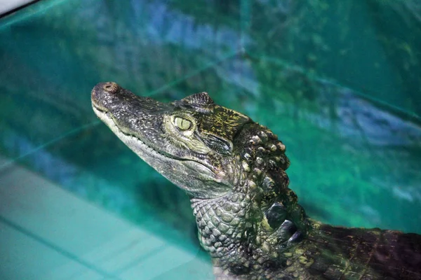 Fechamento Crocodilo Aligator — Fotografia de Stock