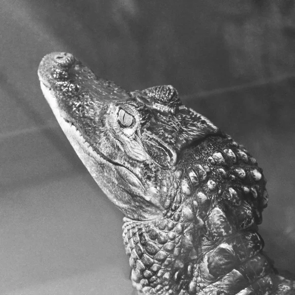 Γκρο Πλαν Κροκοδείλου Aligator — Φωτογραφία Αρχείου