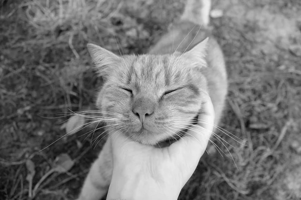 Close Kot Ręka Głaszcząc Kota — Zdjęcie stockowe