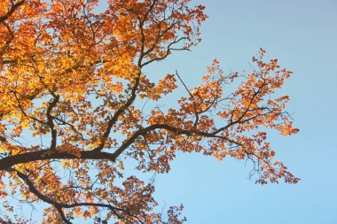 Ağaçların en fazla. Sonbahar
