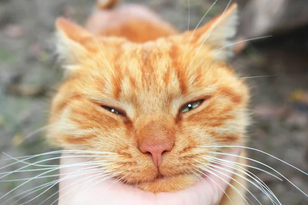 Macska Közelről Keze Simogatva Egy Macska — Stock Fotó