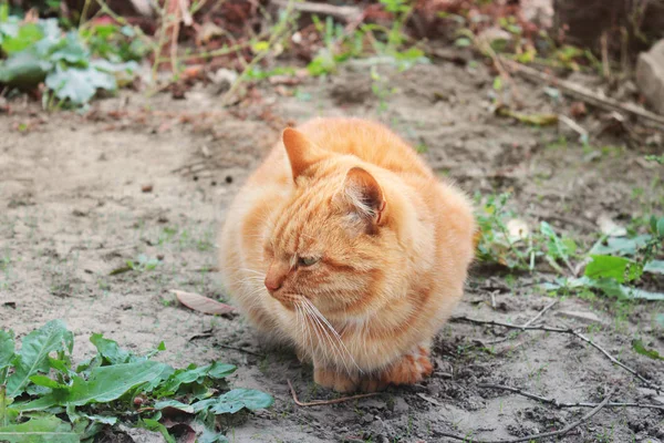 Rood Headed Kat Kat Straat — Stockfoto