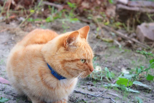 Kızıl Saçlı Kedi Sokakta Kedi — Stok fotoğraf