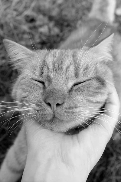 猫のクローズ アップ 猫をなでる手 — ストック写真