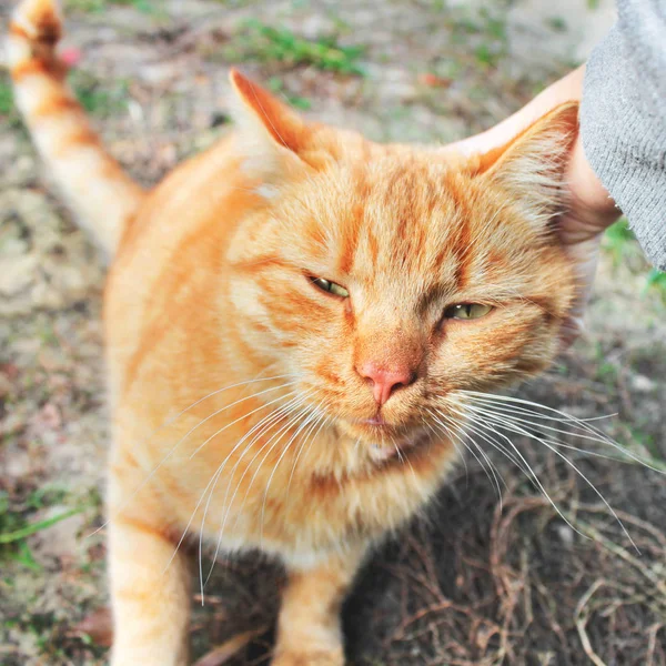 Katze Aus Nächster Nähe Hand Streichelt Eine Katze — Stockfoto