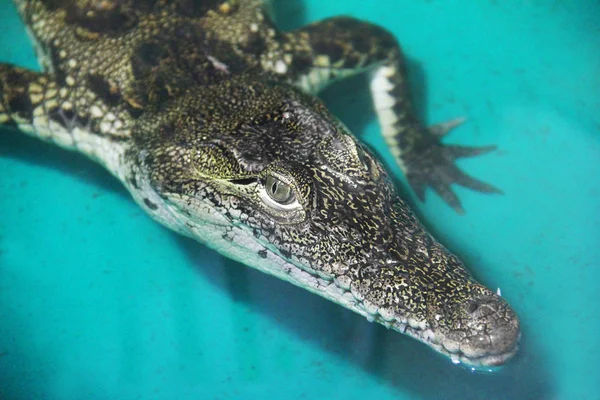 Крокодил Воде — стоковое фото