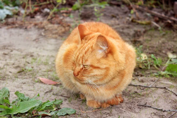 Kat Straat — Stockfoto