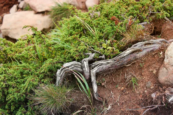 Plante Arbre Rugissant Nature — Photo