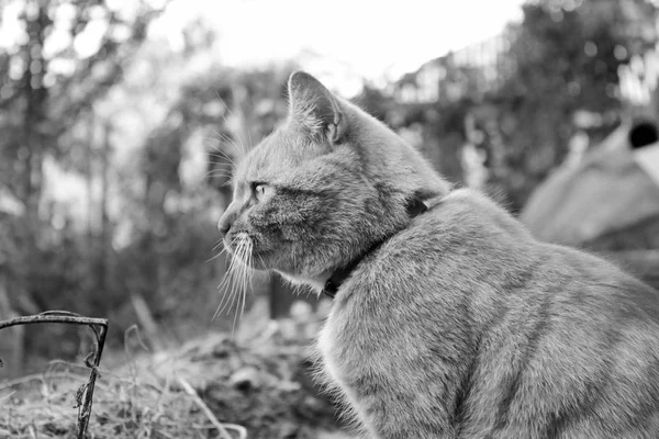 Katten Sitter Gatan Svartvitt Foto — Stockfoto