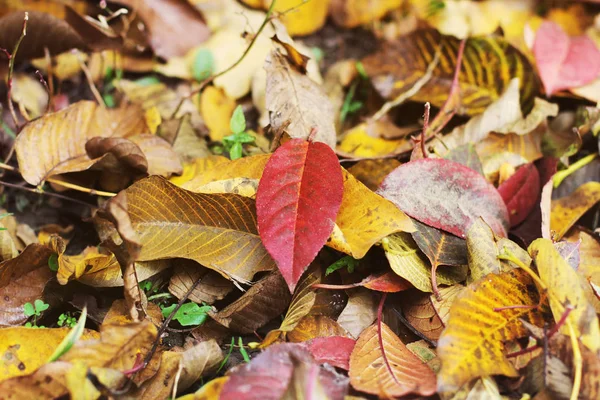 Otoño Hojas Caídas Naturaleza —  Fotos de Stock