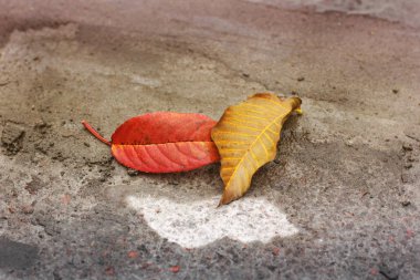 Sonbahar. Düşen yapraklar. Doğa