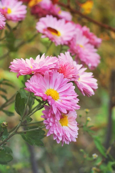 Pink Chrysanthemums Fall — Stock Photo, Image