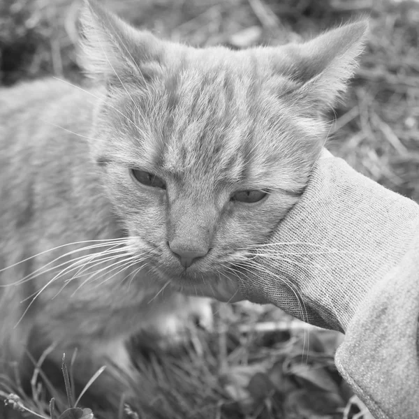 Hand stroking a cat. Black and white photo