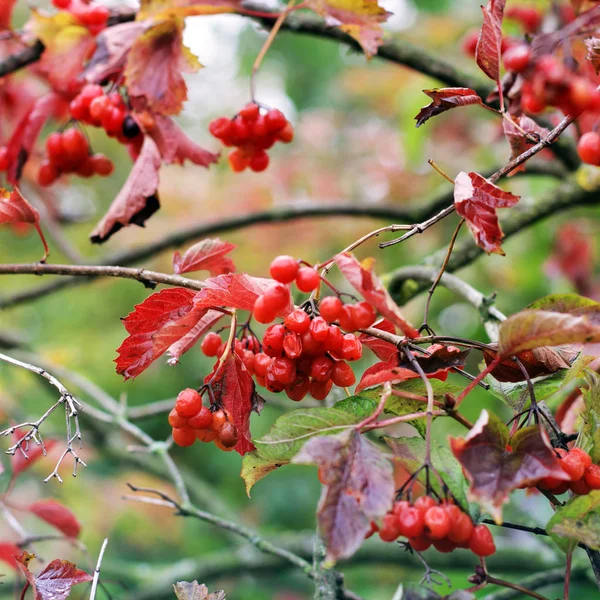 Viburnum Red Berries Autumn — Stock Photo, Image