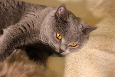 Güzel kedi yavru kedi ile