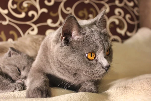 Красива Кішка Кошенятами — стокове фото