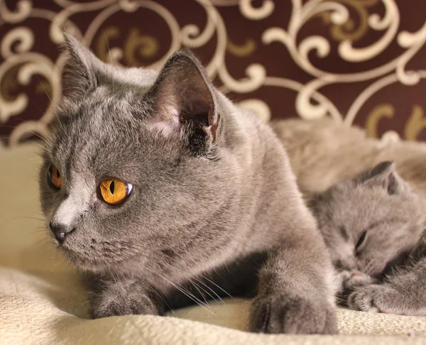 Schöne Katze Mit Kätzchen — Stockfoto