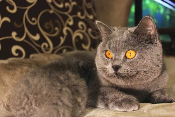 Vacker Katt Liggande Soffan — Stockfoto