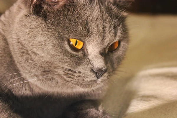 Krásná Kočka Zblízka — Stock fotografie