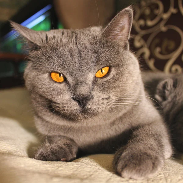 Hermoso Gato Cerca —  Fotos de Stock