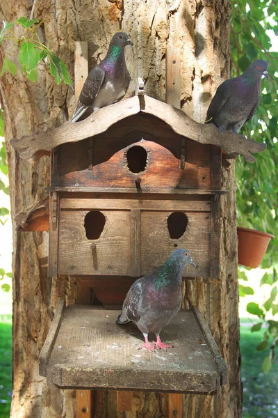 Tauben Vogelhaus — Stockfoto