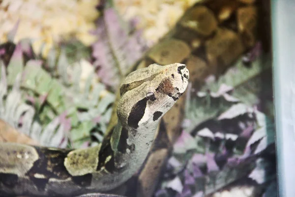 Schlange Terrarium — Stockfoto