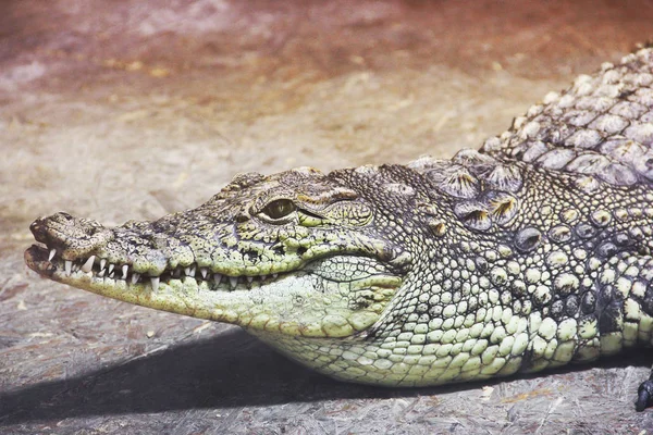 Εσωτερικη Κροκοδείλου Aligator — Φωτογραφία Αρχείου