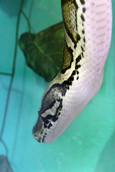 Φίδι Στο Terrarium — Φωτογραφία Αρχείου