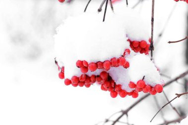 Kartopu karda. Güzel kış