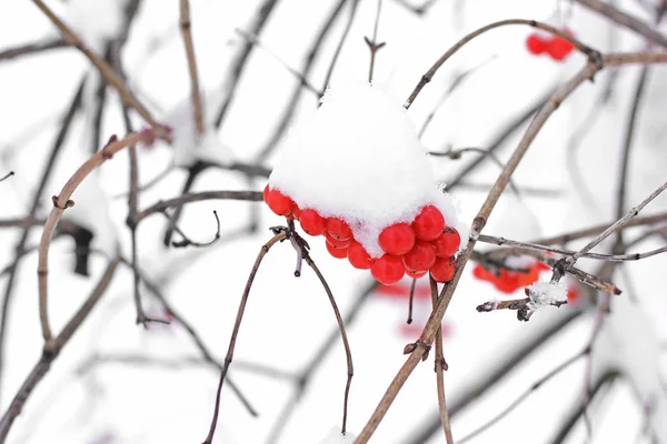 Viburnum Schnee Schöner Winter — Stockfoto