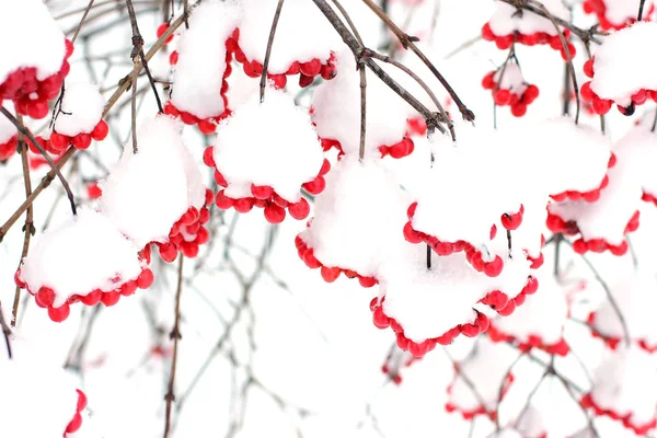 雪の中でガマズミ属の木 美しい冬 — ストック写真