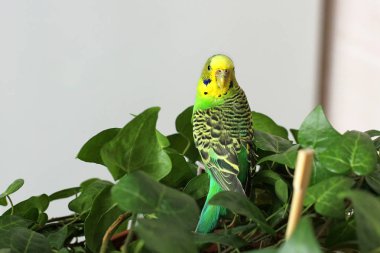Dalgalı papağan bitkiler arasında oturur