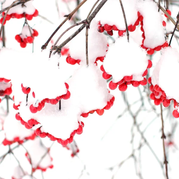 Viburnum Neve Belo Inverno — Fotografia de Stock